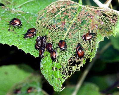 آهک برای حشرات و آفات, دفع حشرات خانگی و باغی با آهک, آهک برای کنترل آفت و جوندگان,