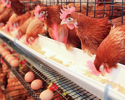 آهک مرغداری,